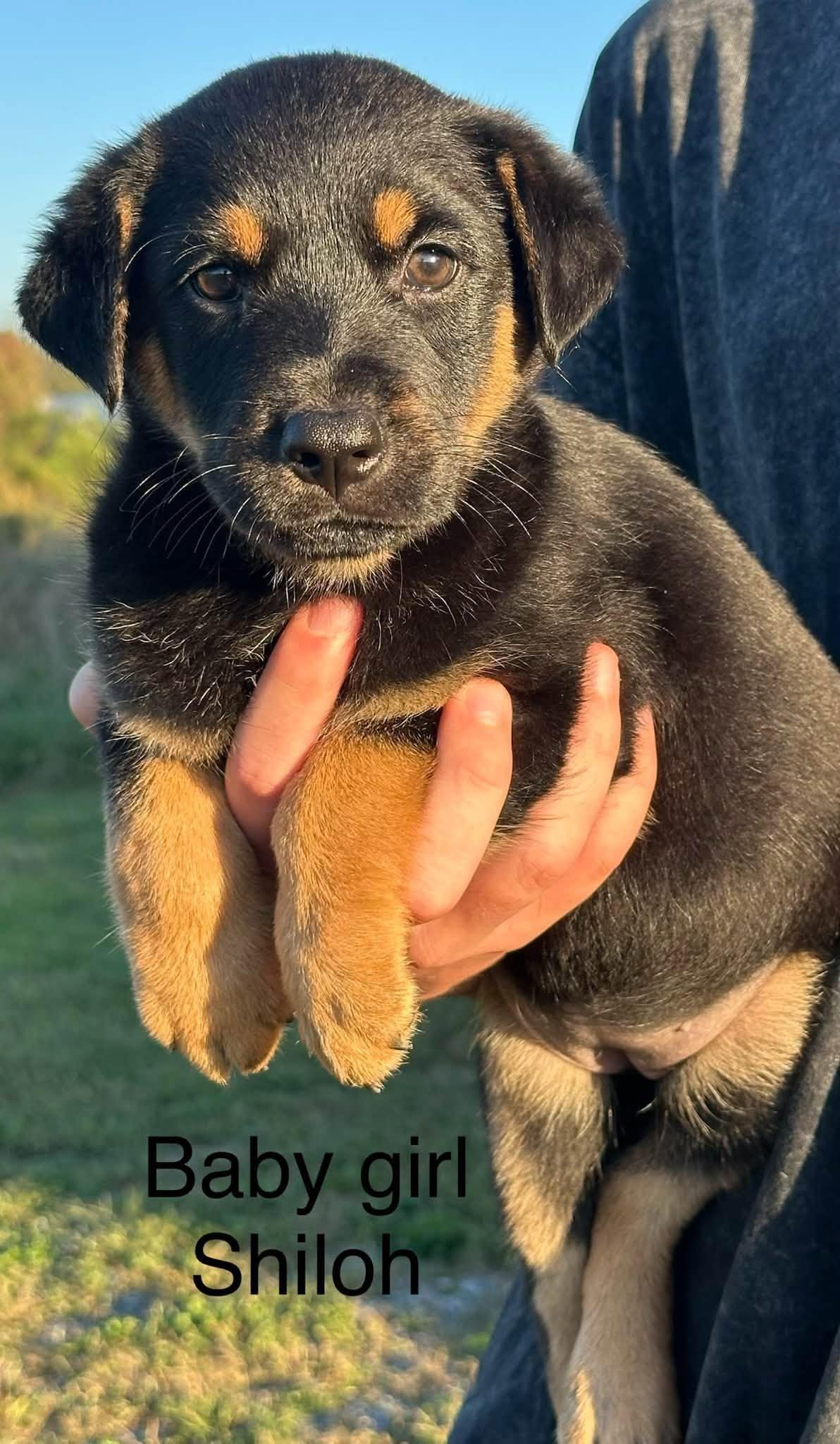 Enlarge Ubu, a Adoptable mixed breed in Middletown, NY image 2/6