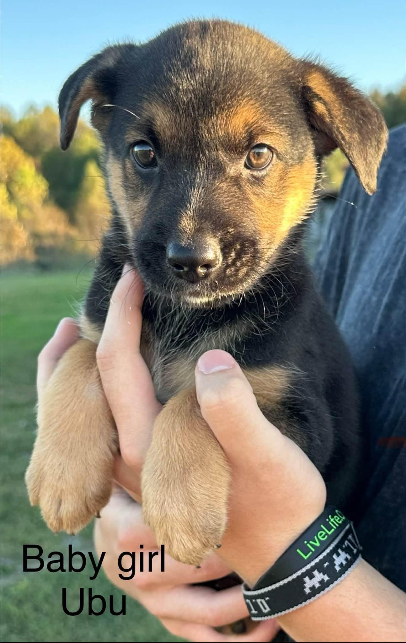 Ubu, Adoptable, Puppy Female German Shepherd Dog.