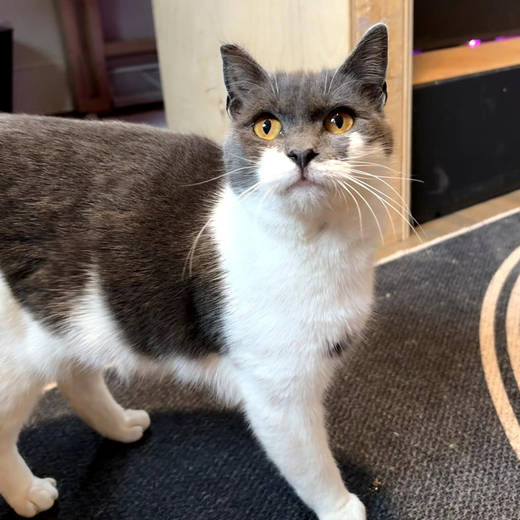 Mia, Adoptable, Young Female Domestic Short Hair.