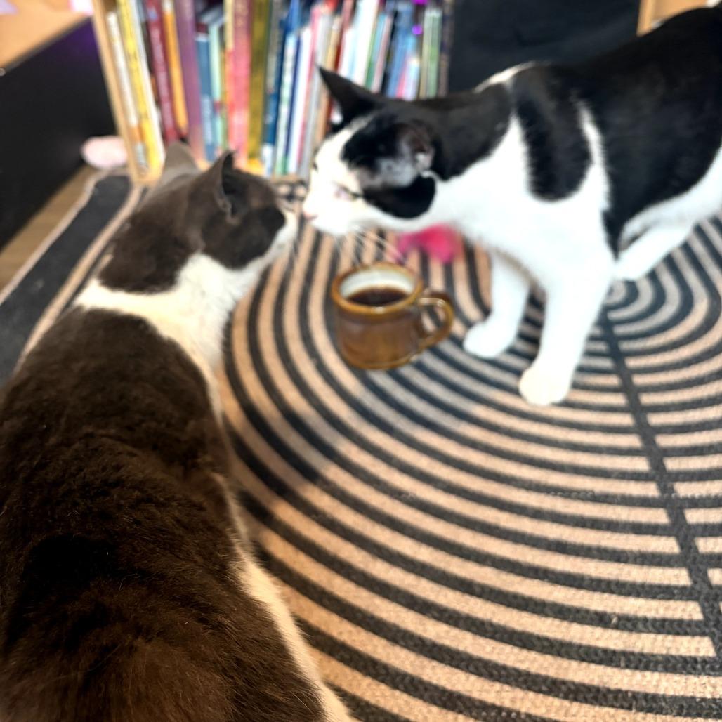 Enlarge Mia, a Adoptable Domestic Short Hair in Charlotte, NC image 2/4