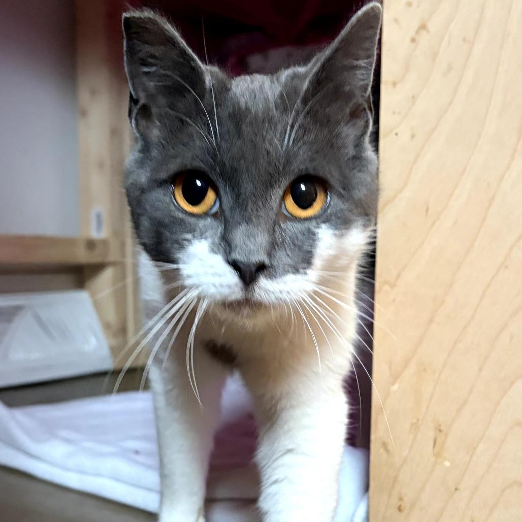 Enlarge Mia, a Adoptable Domestic Short Hair in Charlotte, NC image 3/4