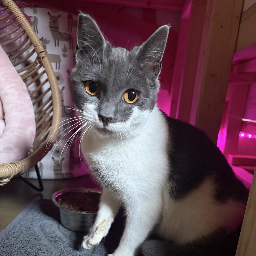 Enlarge Mia, a Adoptable Domestic Short Hair in Charlotte, NC image 4/4