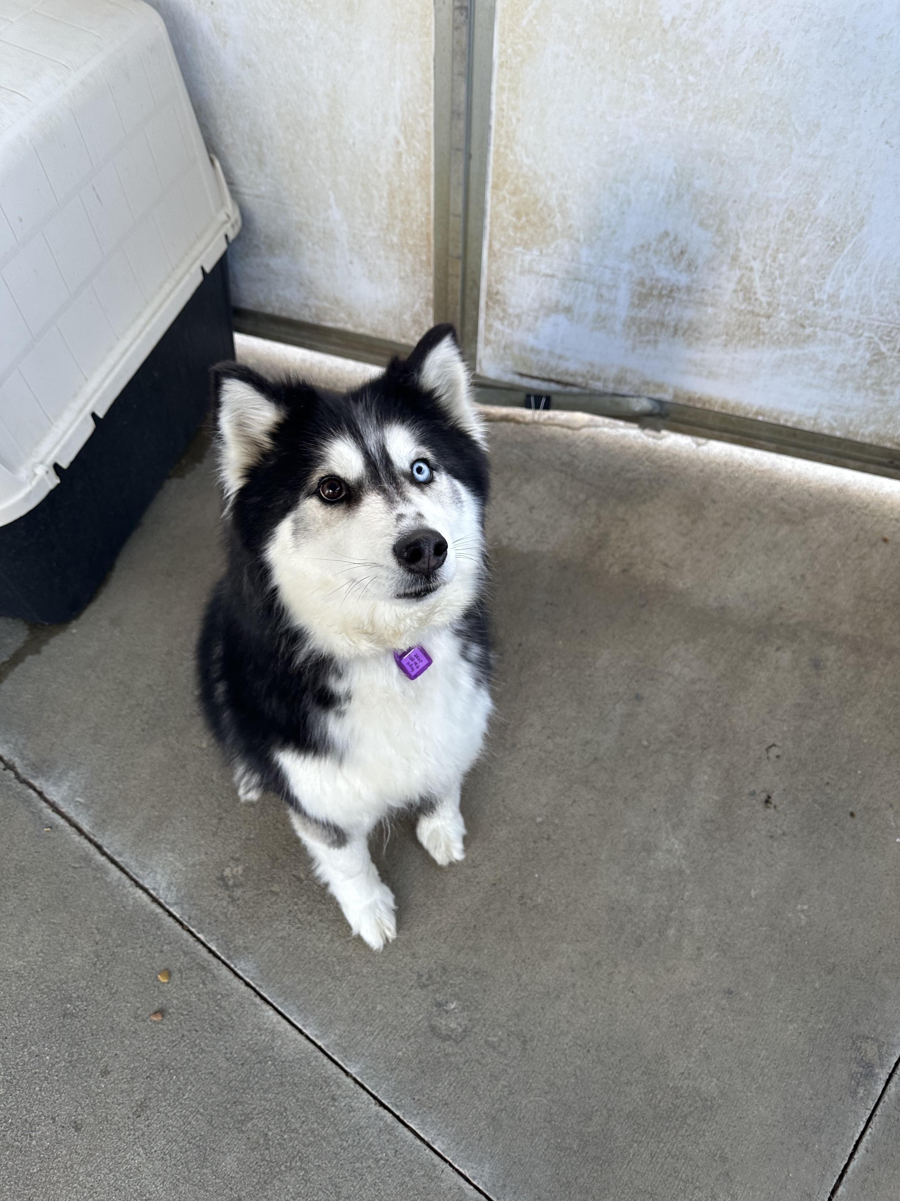Enlarge Sage, a ADOPTABLE mixed breed in Granby, CO image 1/1