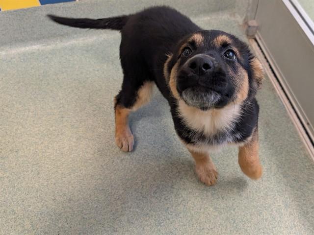 Lucy A215880, an adopted mixed breed in Plano, TX image 3/3