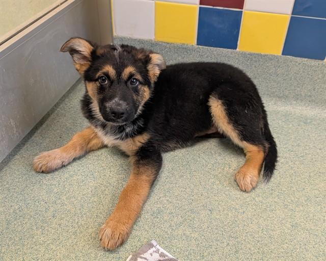 Lucy A215880, an adopted mixed breed in Plano, TX image 2/3