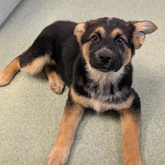 Lucy A215880, adopted, Puppy Female German Shepherd Dog.