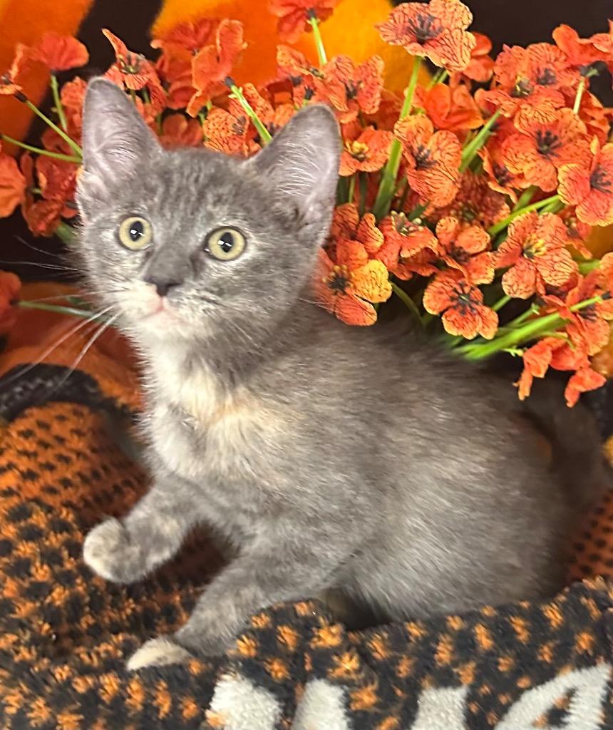 4/3/26 Ariana, Adopted, Kitten Female Domestic Short Hair.