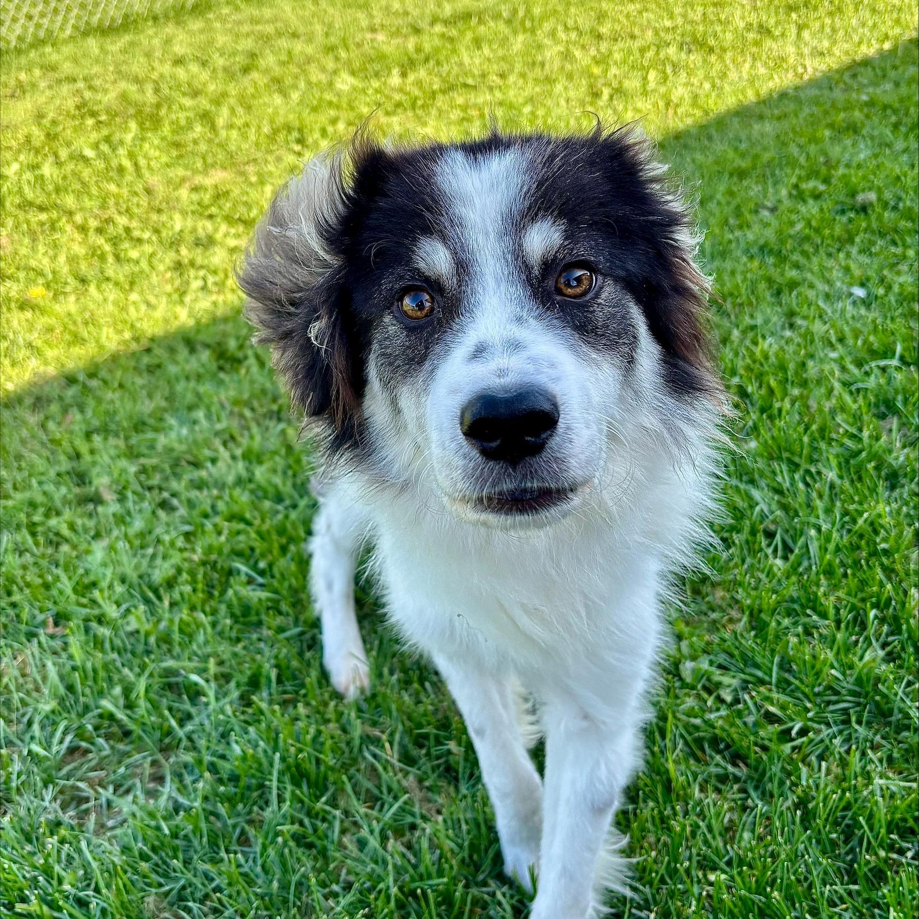 Enlarge Bean, a Adoptable mixed breed in Cannington, ON image 3/3
