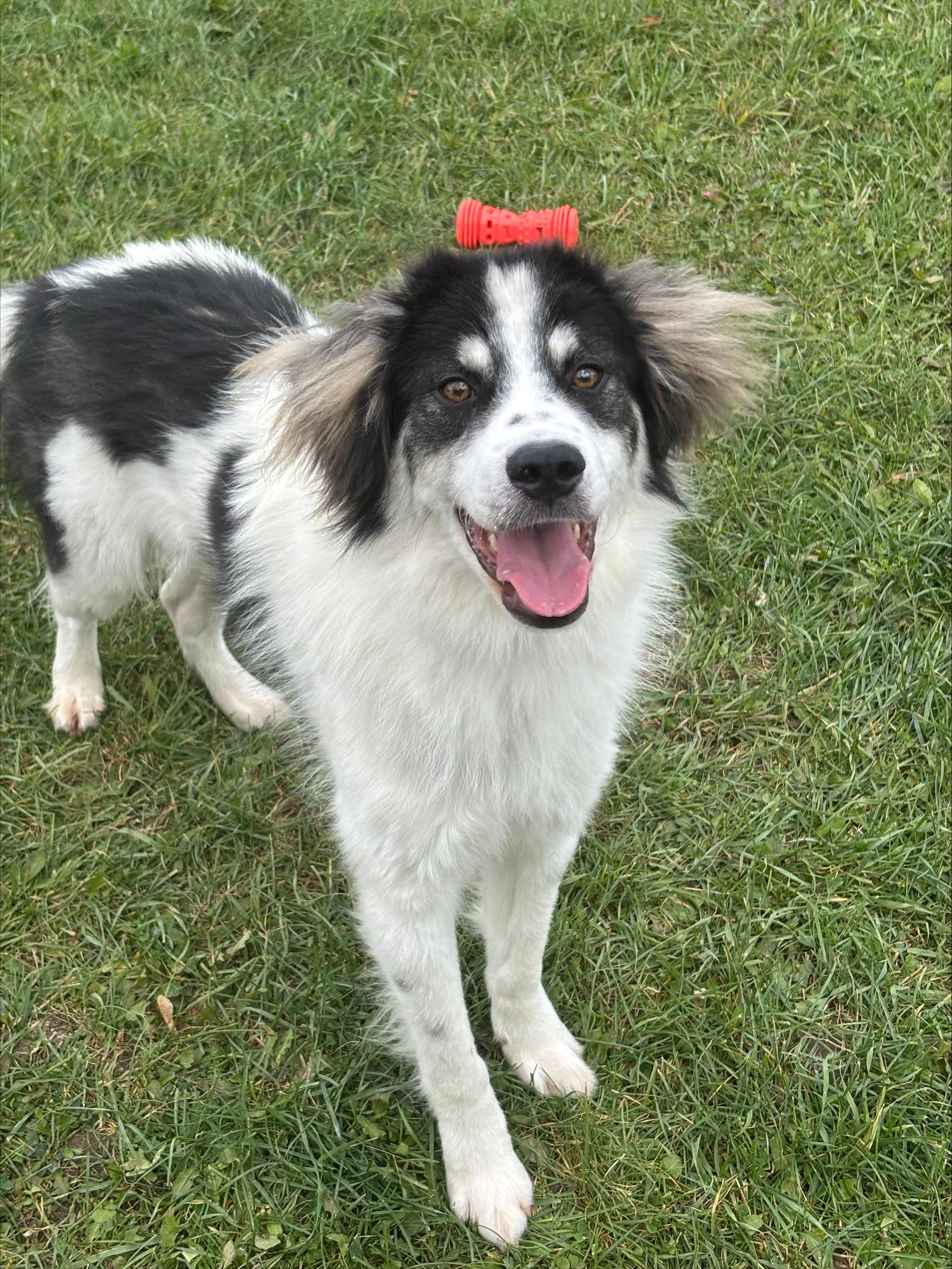 Bean, Adoptable, Young Male Border Collie.