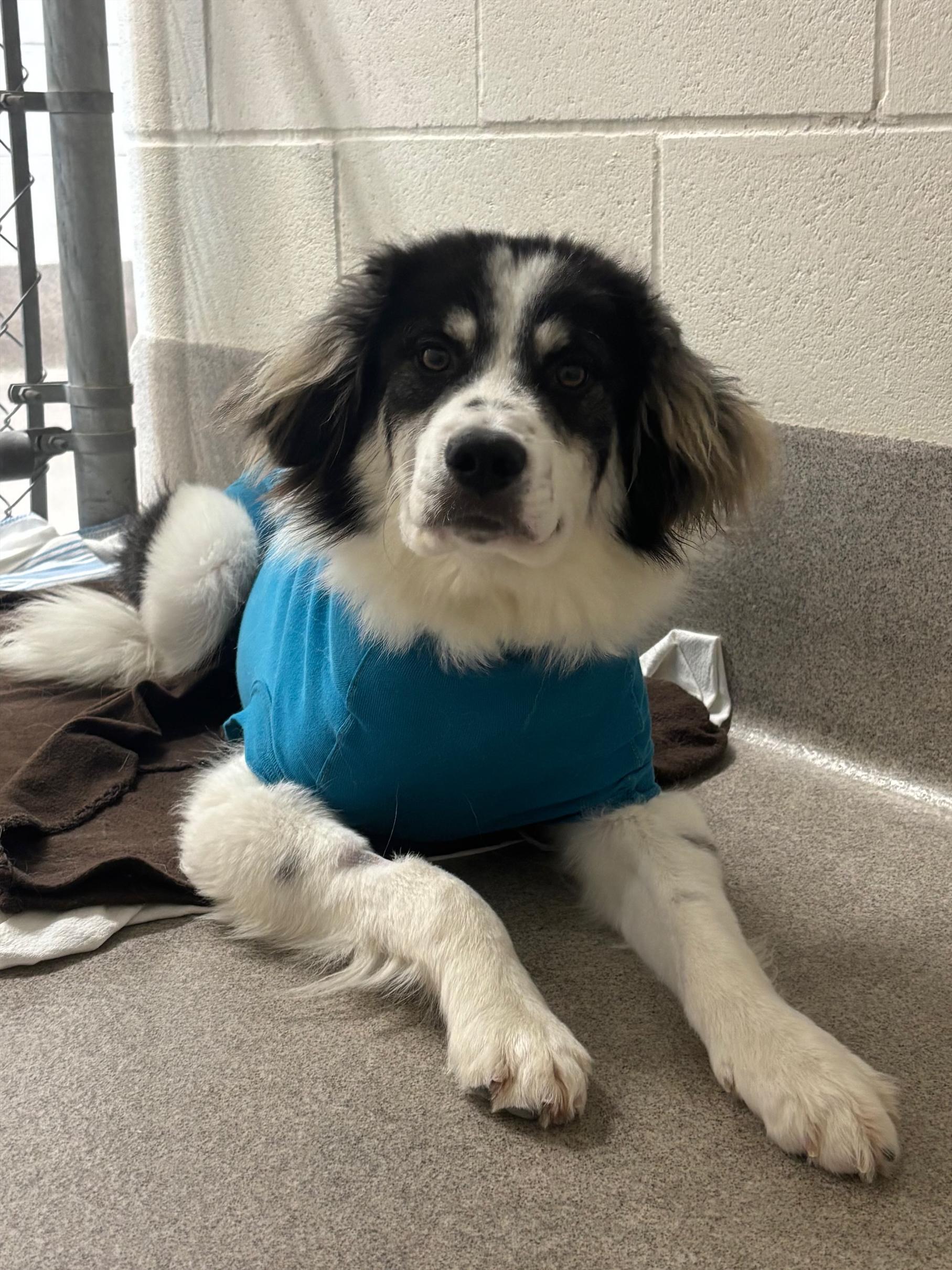 Enlarge Bean, a Adoptable mixed breed in Cannington, ON image 2/3