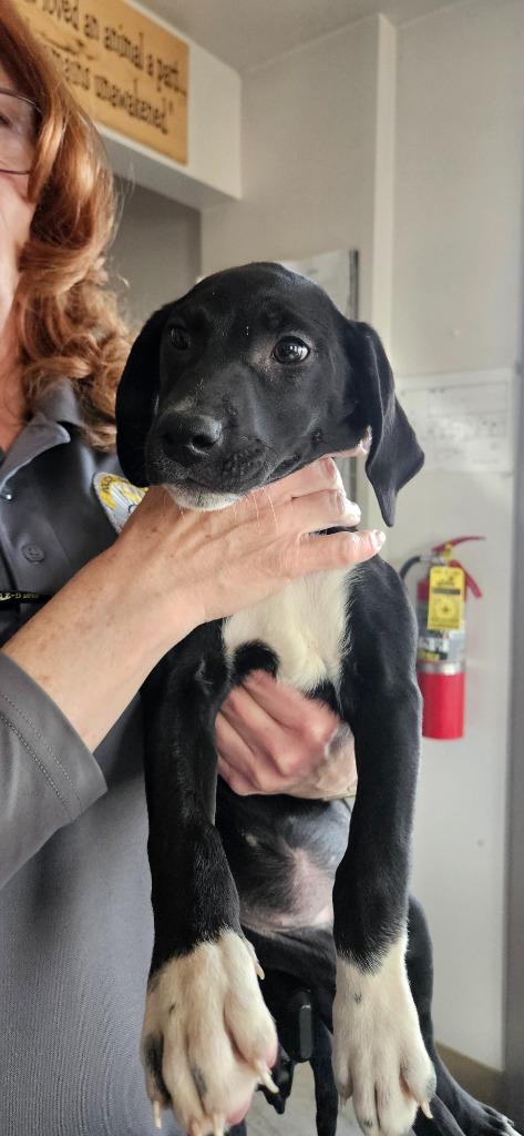 Wednesday, Adoptable, Puppy Female Labrador Retriever & Pit Bull Terrier.