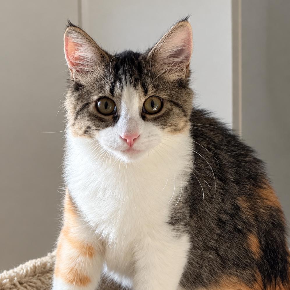 Polly, Adoptable, Kitten Female Domestic Long Hair.