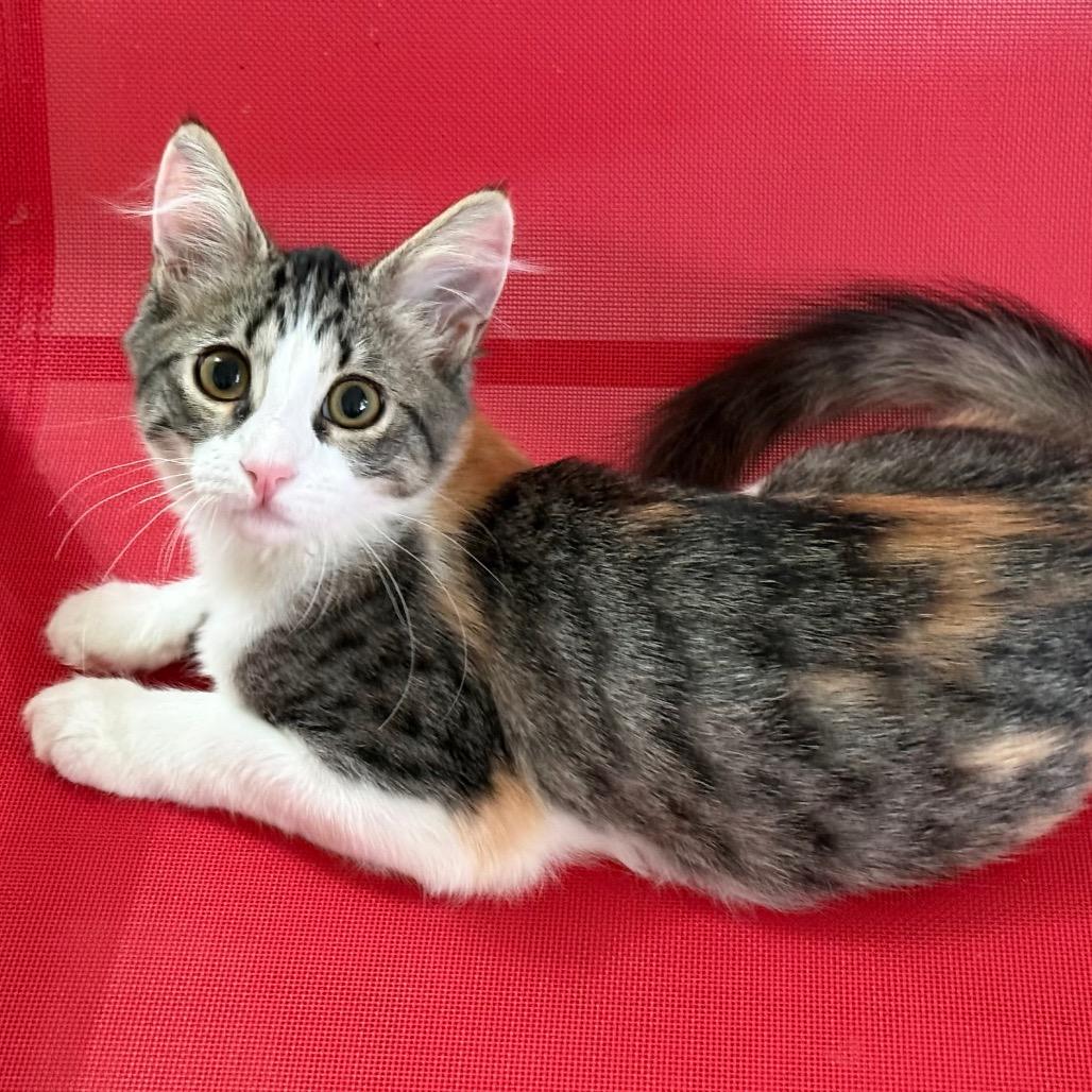 Enlarge Polly, a Adoptable Domestic Long Hair in Pleasanton, CA image 2/2