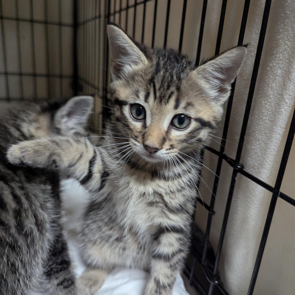 Fern, Adoptable, Kitten Male Domestic Short Hair.