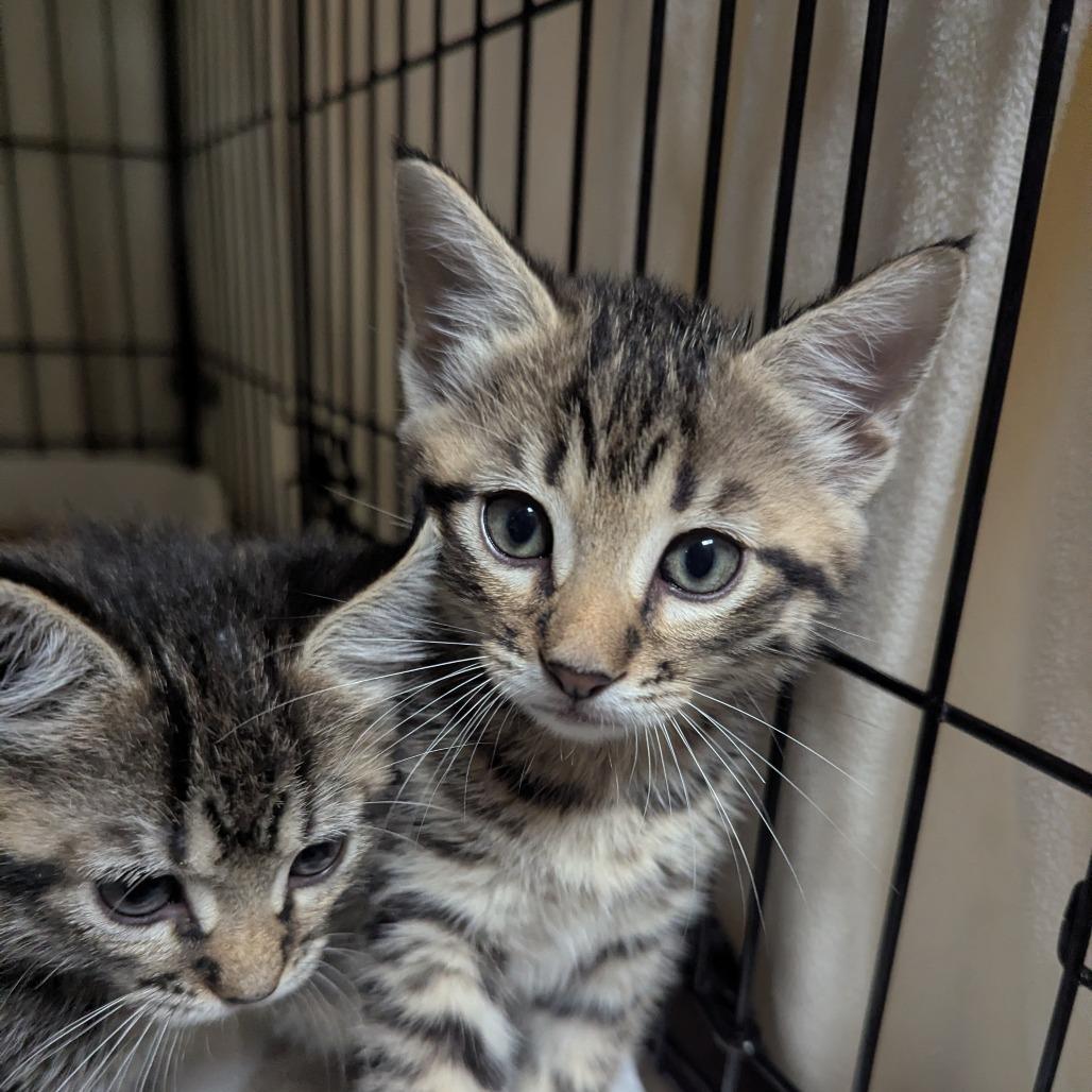 Enlarge Fern, a Adoptable Domestic Short Hair in Canton, NC image 2/3