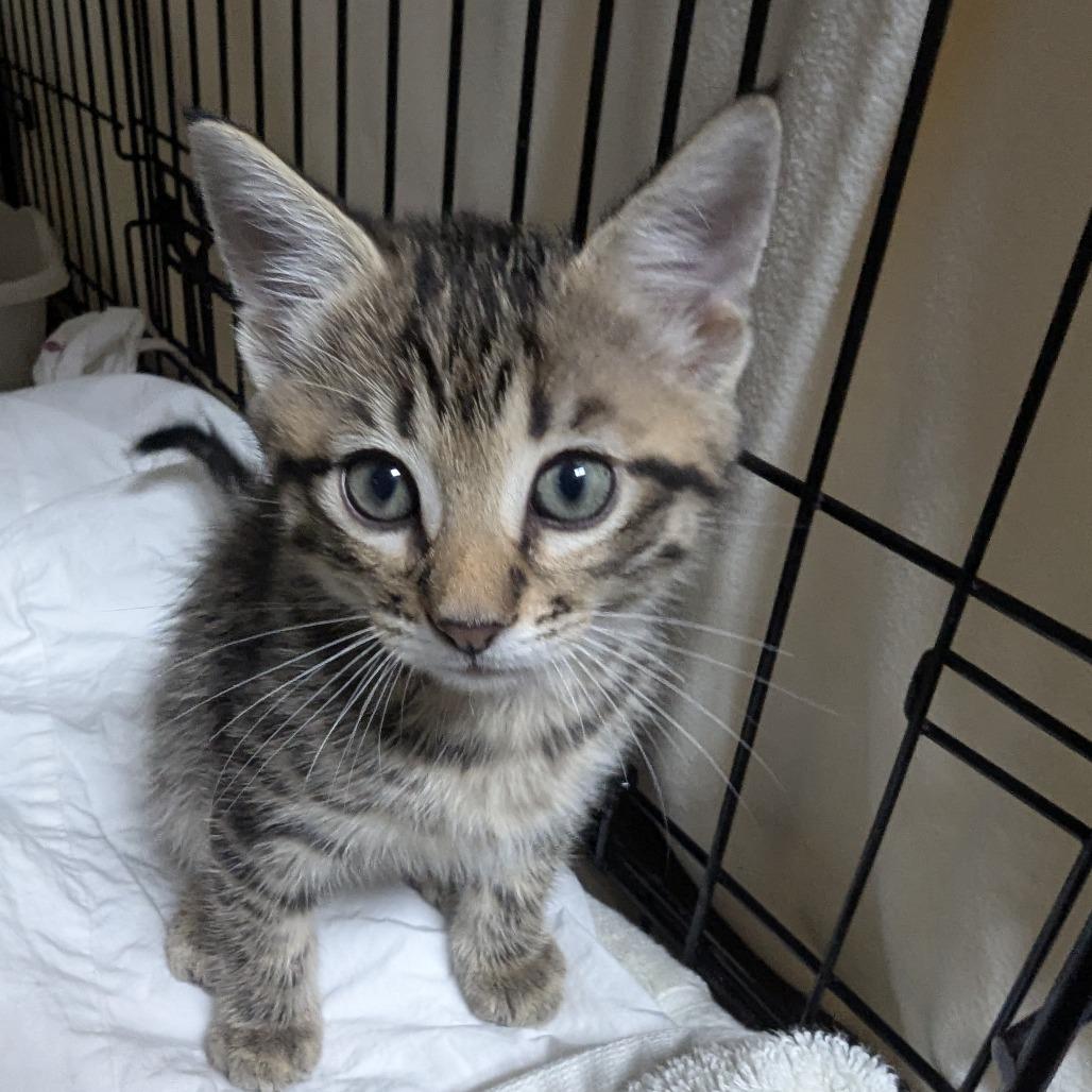 Enlarge Fern, a Adoptable Domestic Short Hair in Canton, NC image 3/3