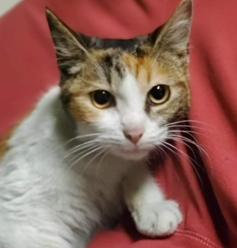 Mariposa, Adoptable, Adult Female Calico.