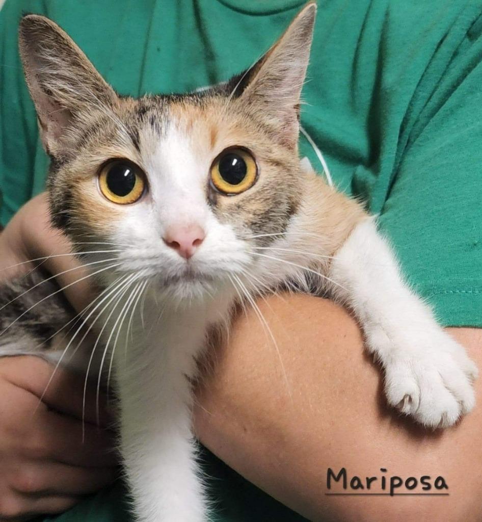 Enlarge Mariposa, a Adoptable Calico in El Dorado, AR image 2/2