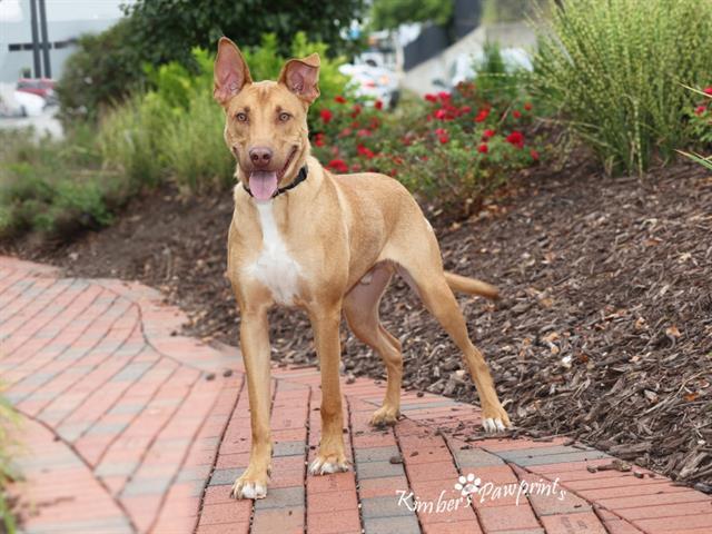 Enlarge RED, a Adoptable mixed breed in Omaha, NE image 1/1
