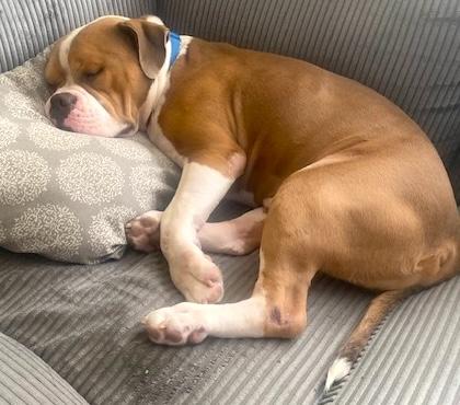 Enlarge Enzo, an adopted mixed breed in Brooklyn, NY image 3/5