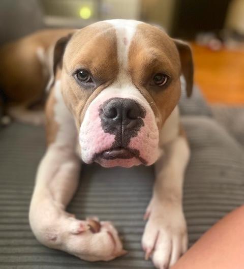 Enlarge Enzo, an adopted mixed breed in Brooklyn, NY image 5/5