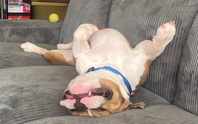 Enlarge Enzo, an adopted mixed breed in Brooklyn, NY image 2/5