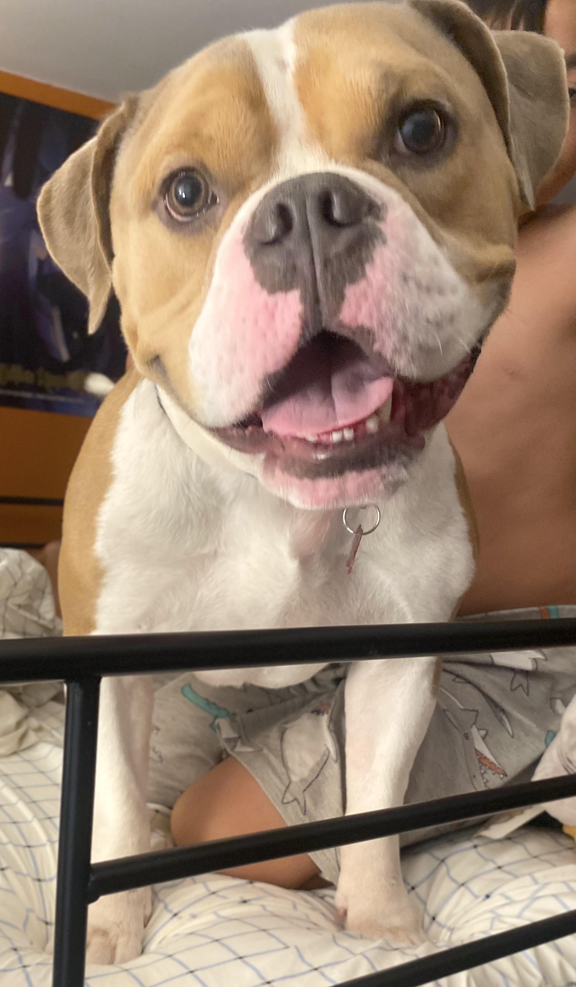 Enlarge Enzo, an adopted mixed breed in Brooklyn, NY image 4/5