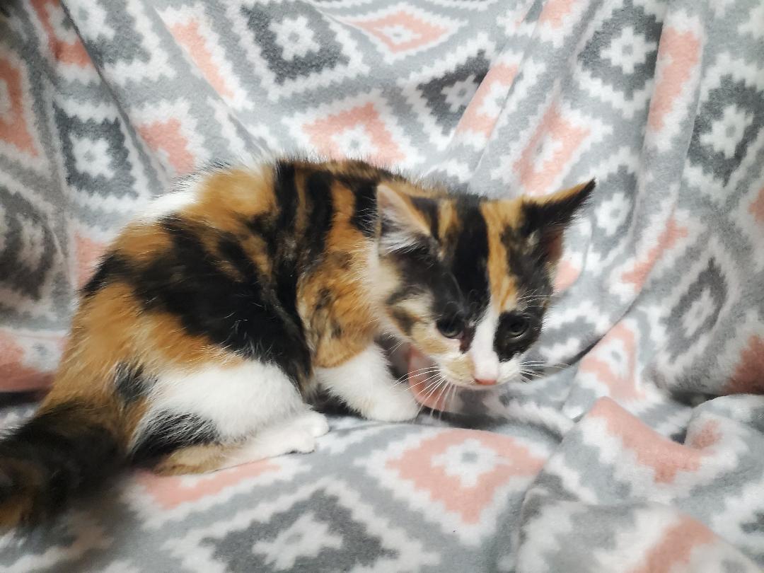 Enlarge Kourtney, a Adoptable mixed breed in Howell, MI image 1/1