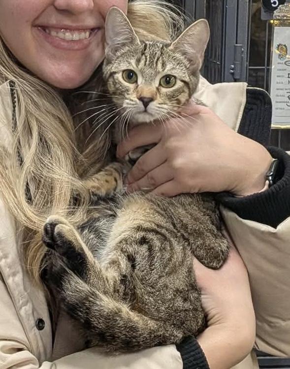 Enlarge FROYO, an adopted Domestic Short Hair in Tillsonburg, ON image 1/1