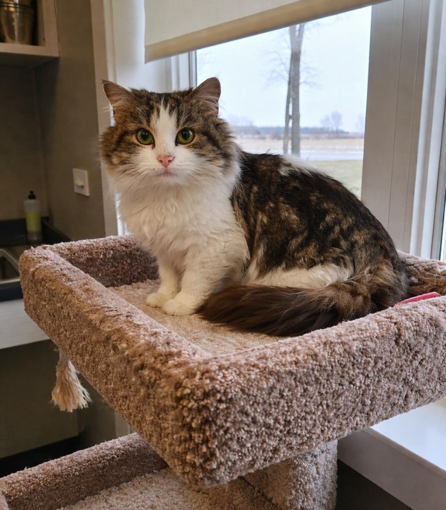 Enlarge Sarafena, a Adopted mixed breed in Sidney, OH image 1/3