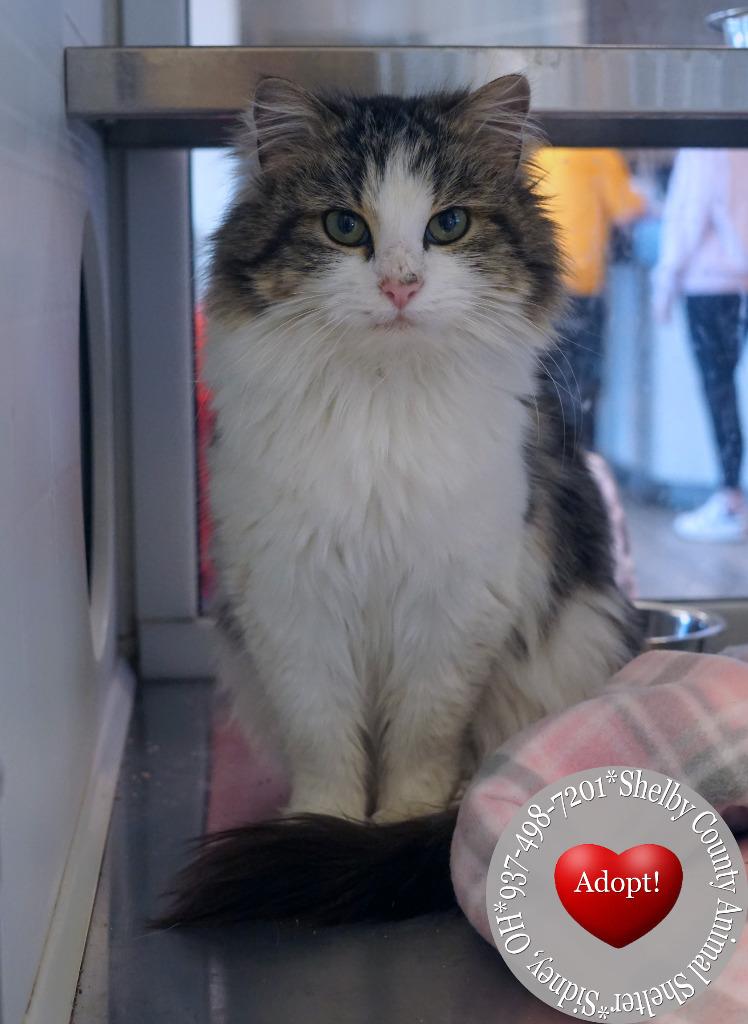 Enlarge Sarafena, a Adopted mixed breed in Sidney, OH image 2/3