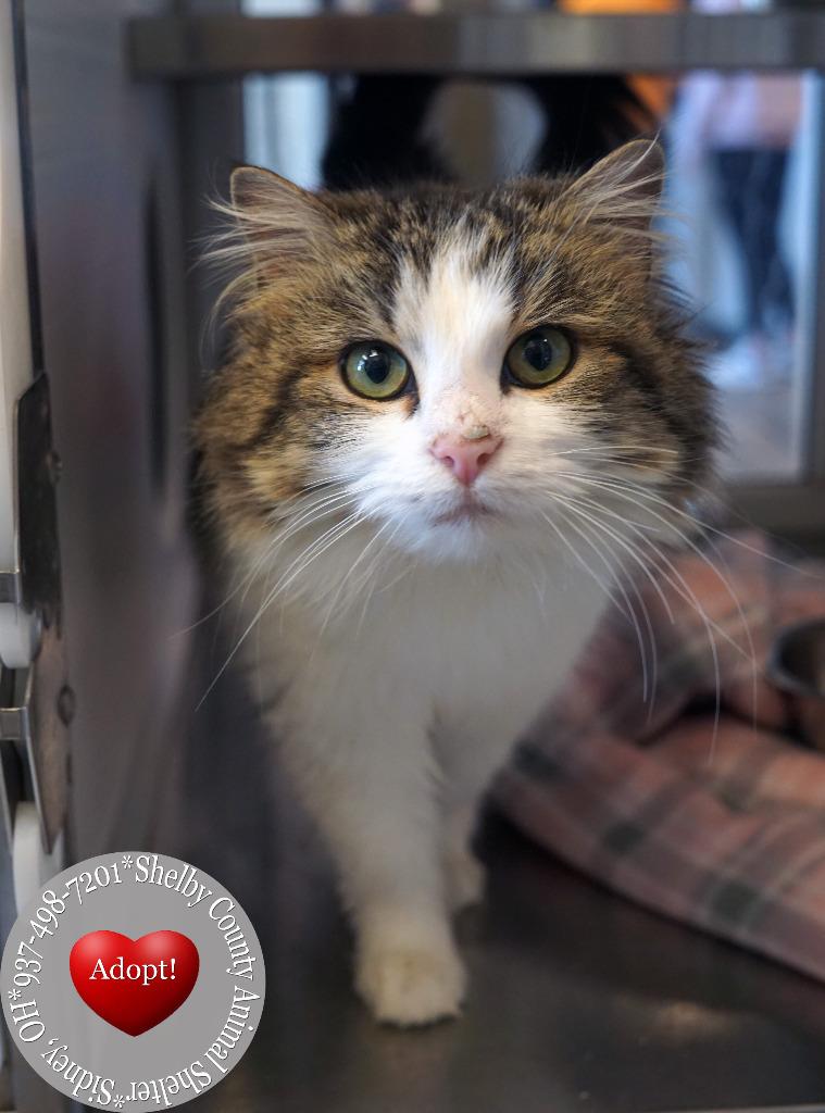 Enlarge Sarafena, a Adopted mixed breed in Sidney, OH image 3/3