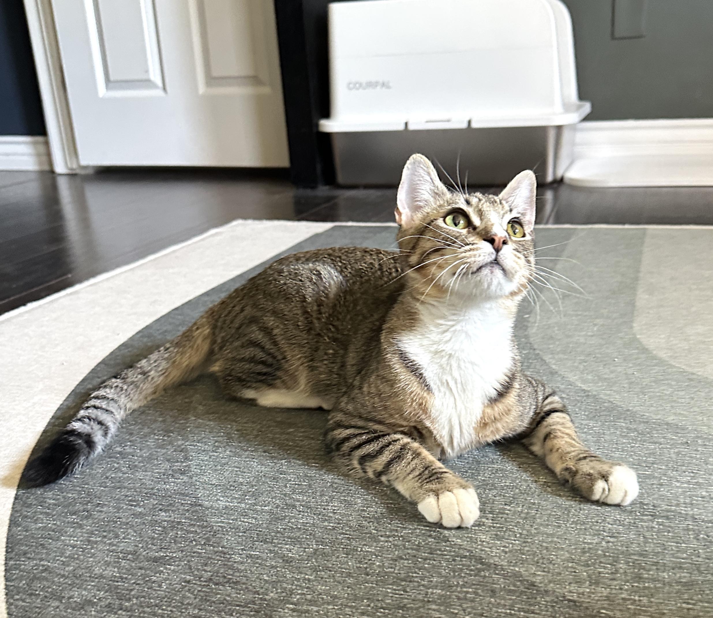 Sonny, a Adoptable Domestic Short Hair image 2/5