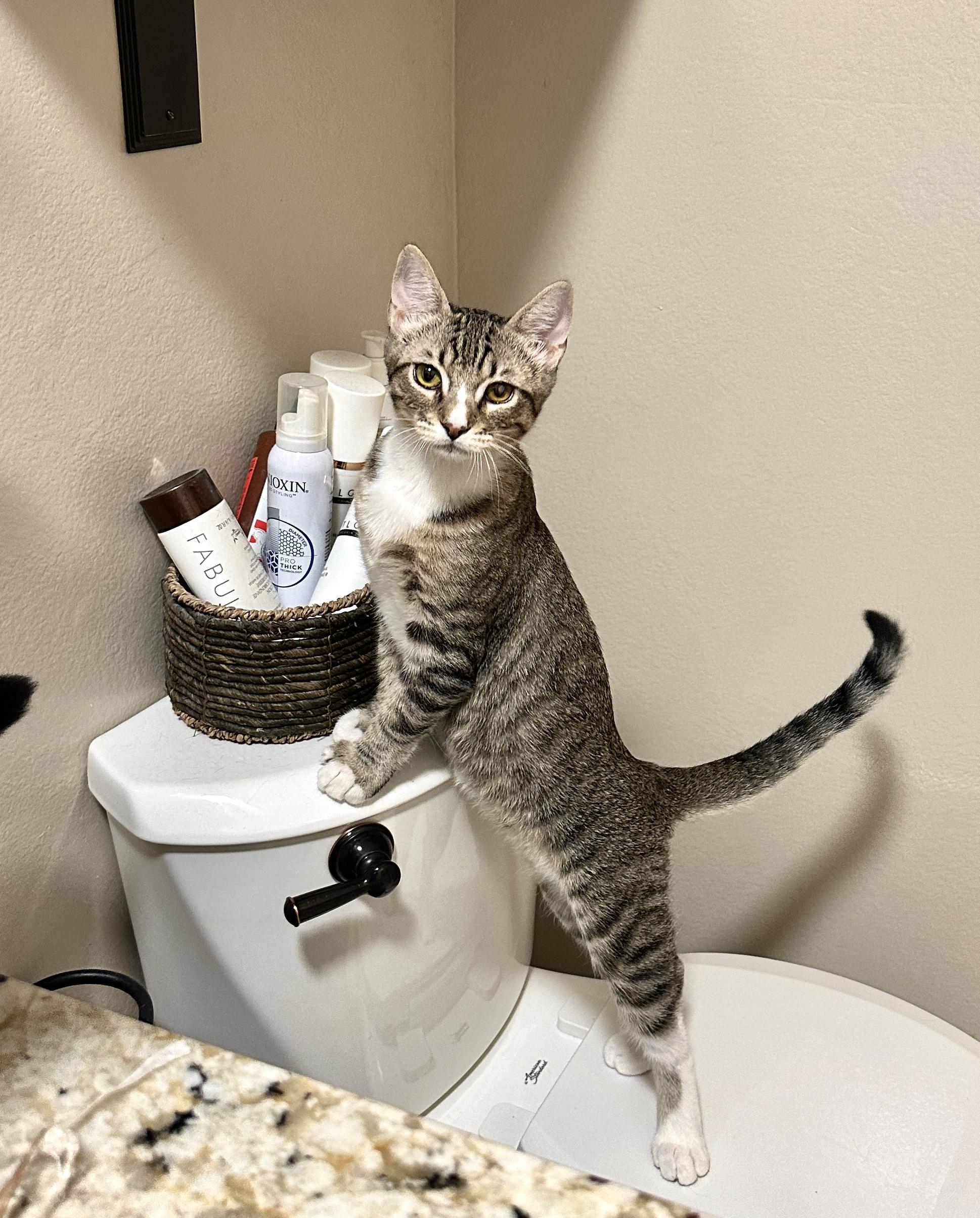 Sonny, a Adoptable Domestic Short Hair image 3/5