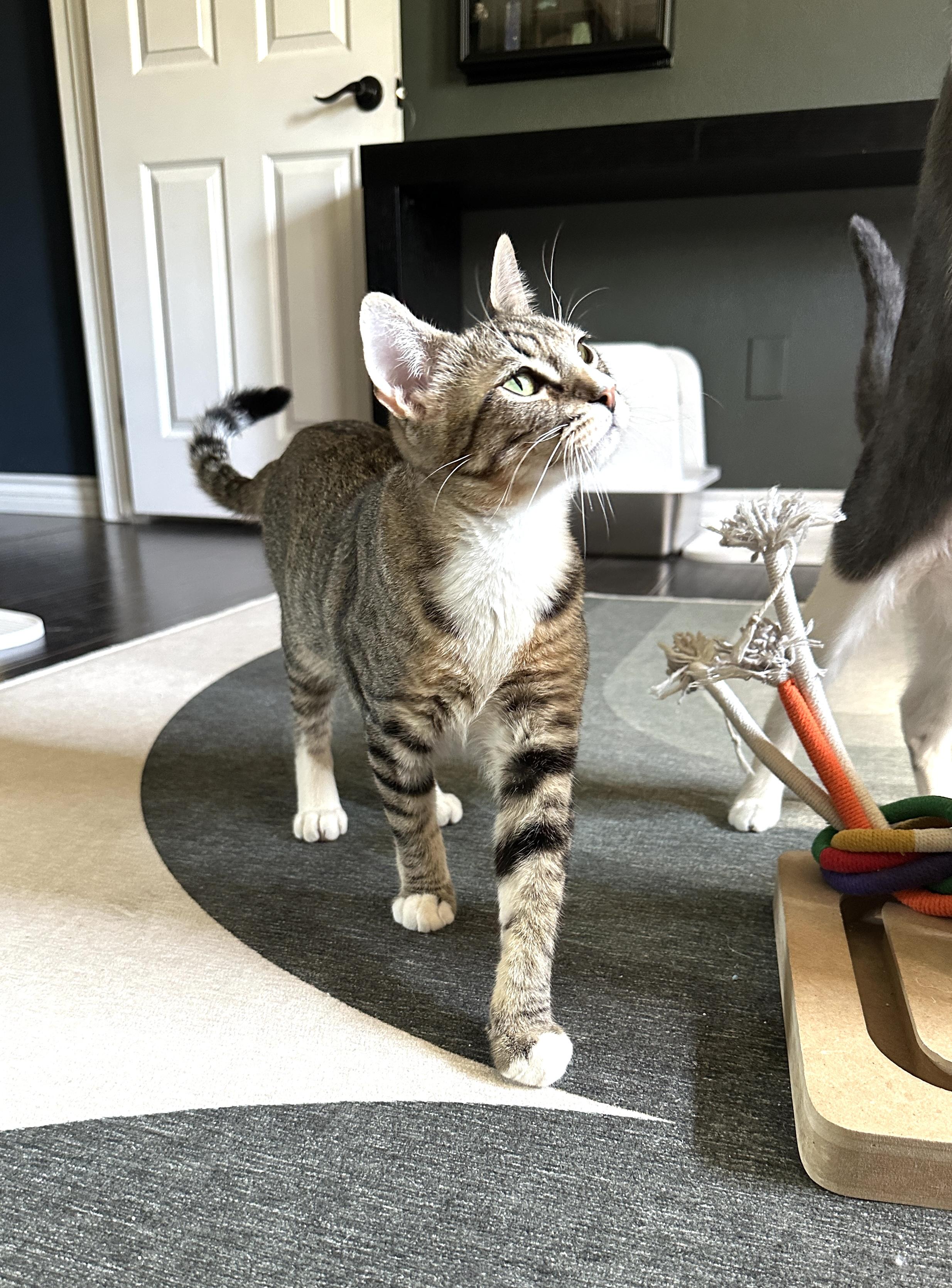 Sonny, a Adoptable Domestic Short Hair image 4/5