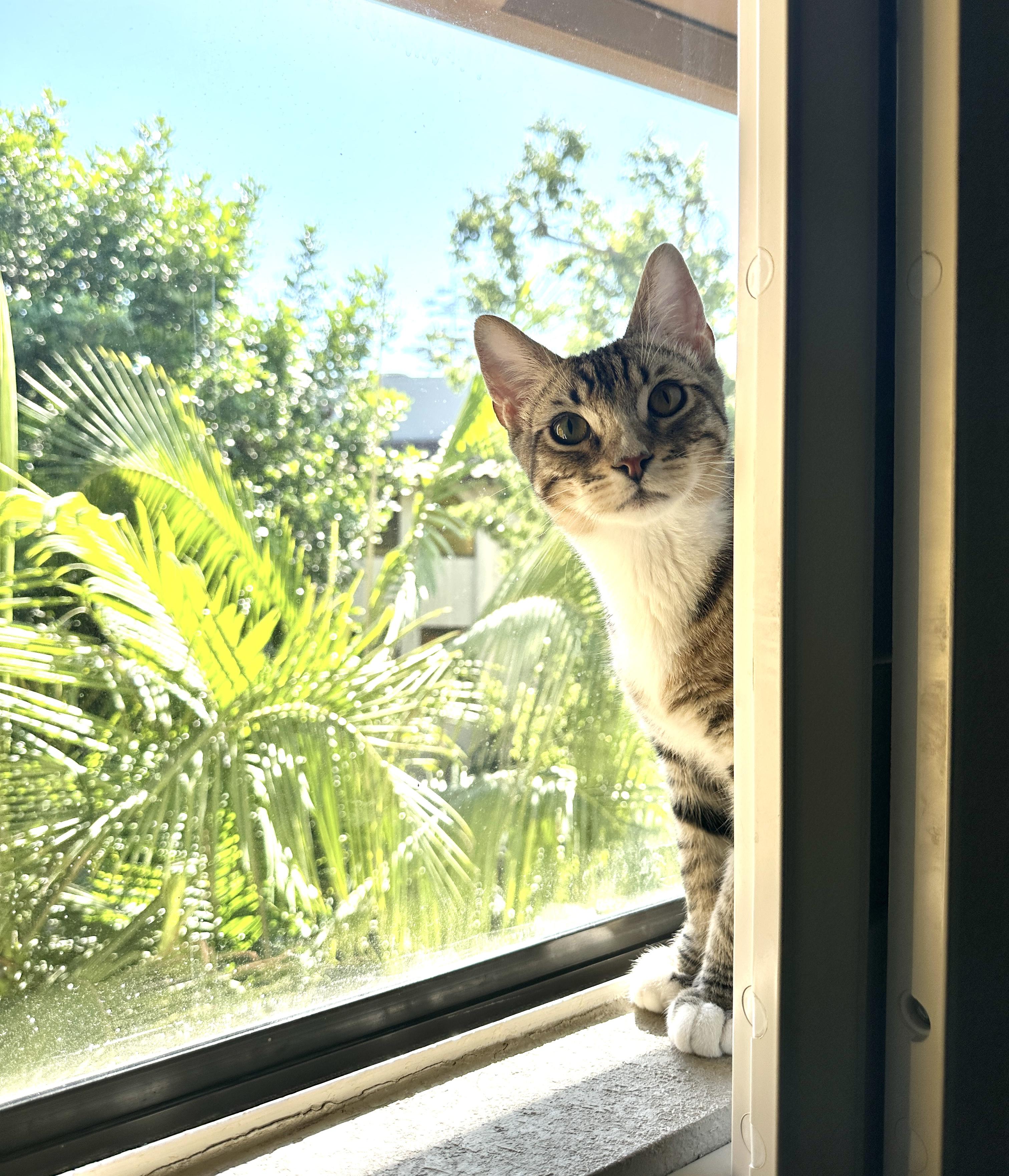 Sonny, a Adoptable Domestic Short Hair image 5/5