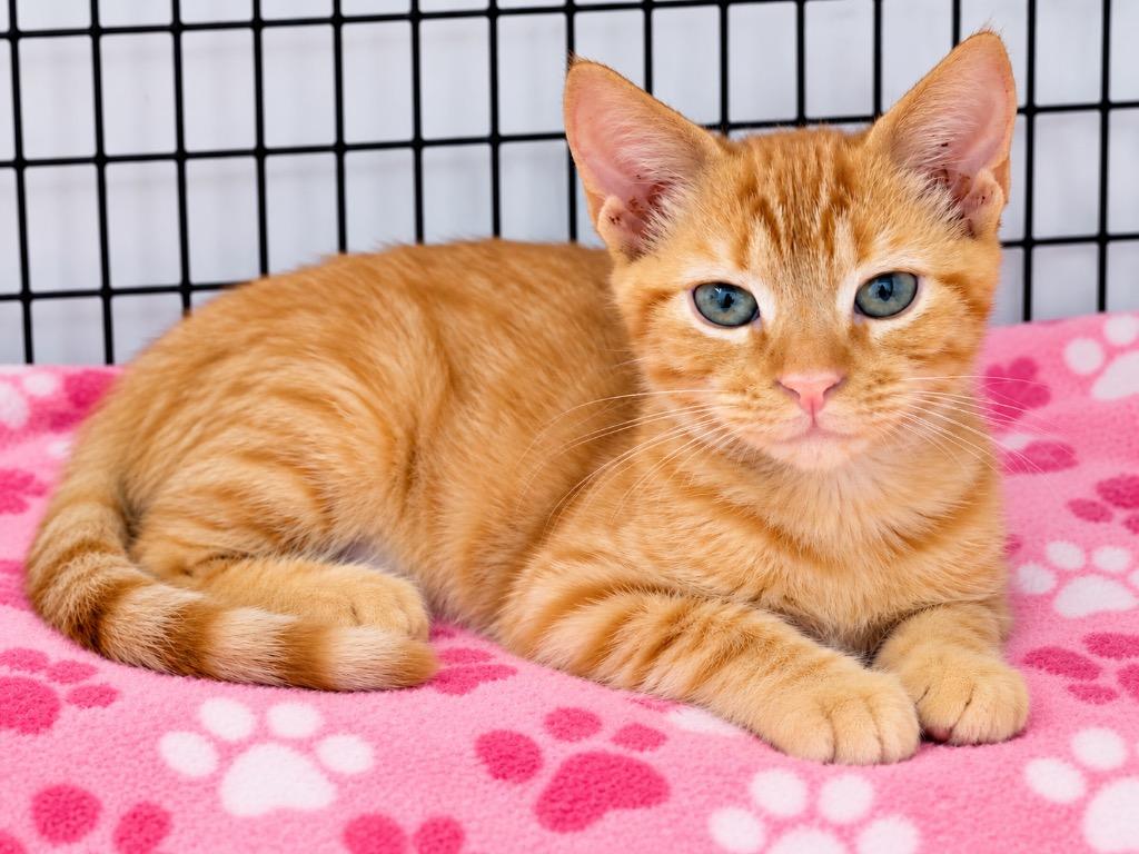 Bishop, Adoptable, Kitten Male Domestic Short Hair.