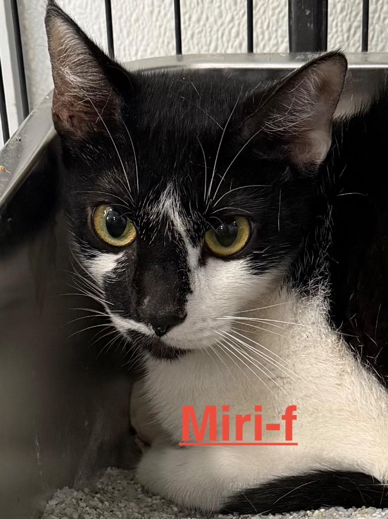 Miri 26, Adoptable, Young Female Tuxedo & Domestic Short Hair.