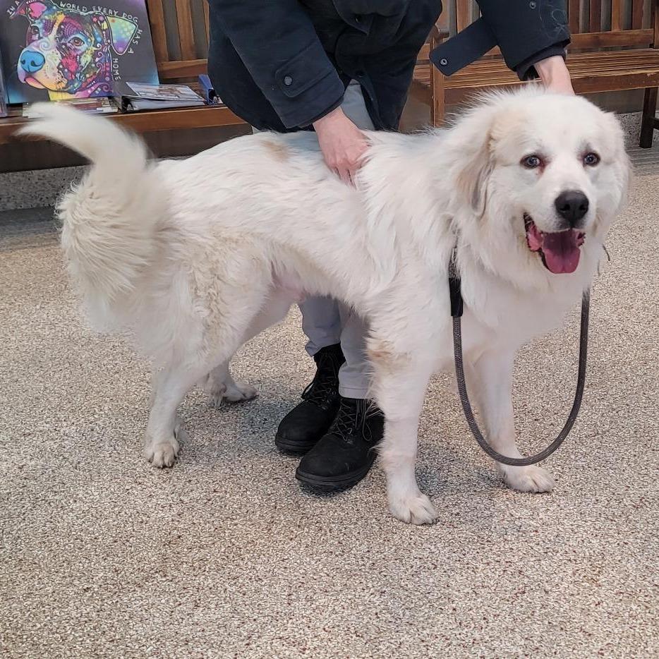 Atlas, Adoptable, Adult Male Great Pyrenees.