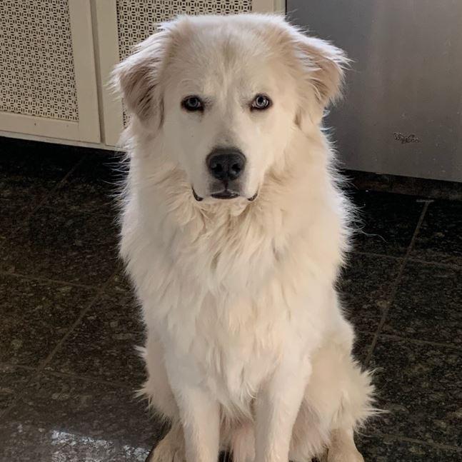 Enlarge Atlas, a Adoptable Great Pyrenees in Middletown, NY image 2/2