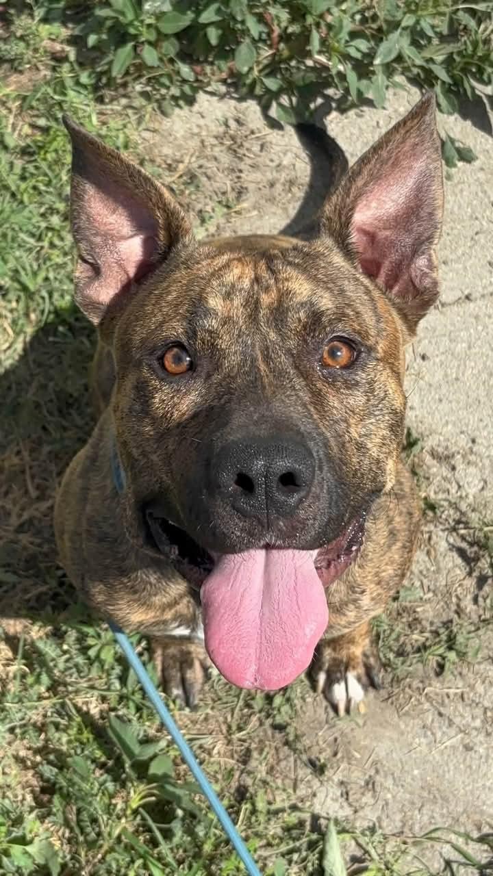 Joey CO, Adoptable, Adult Male Staffordshire Bull Terrier.