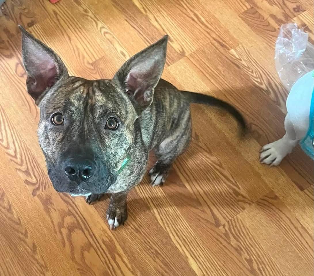 Enlarge Joey CO, a Adoptable Staffordshire Bull Terrier in Denver, CO image 2/2