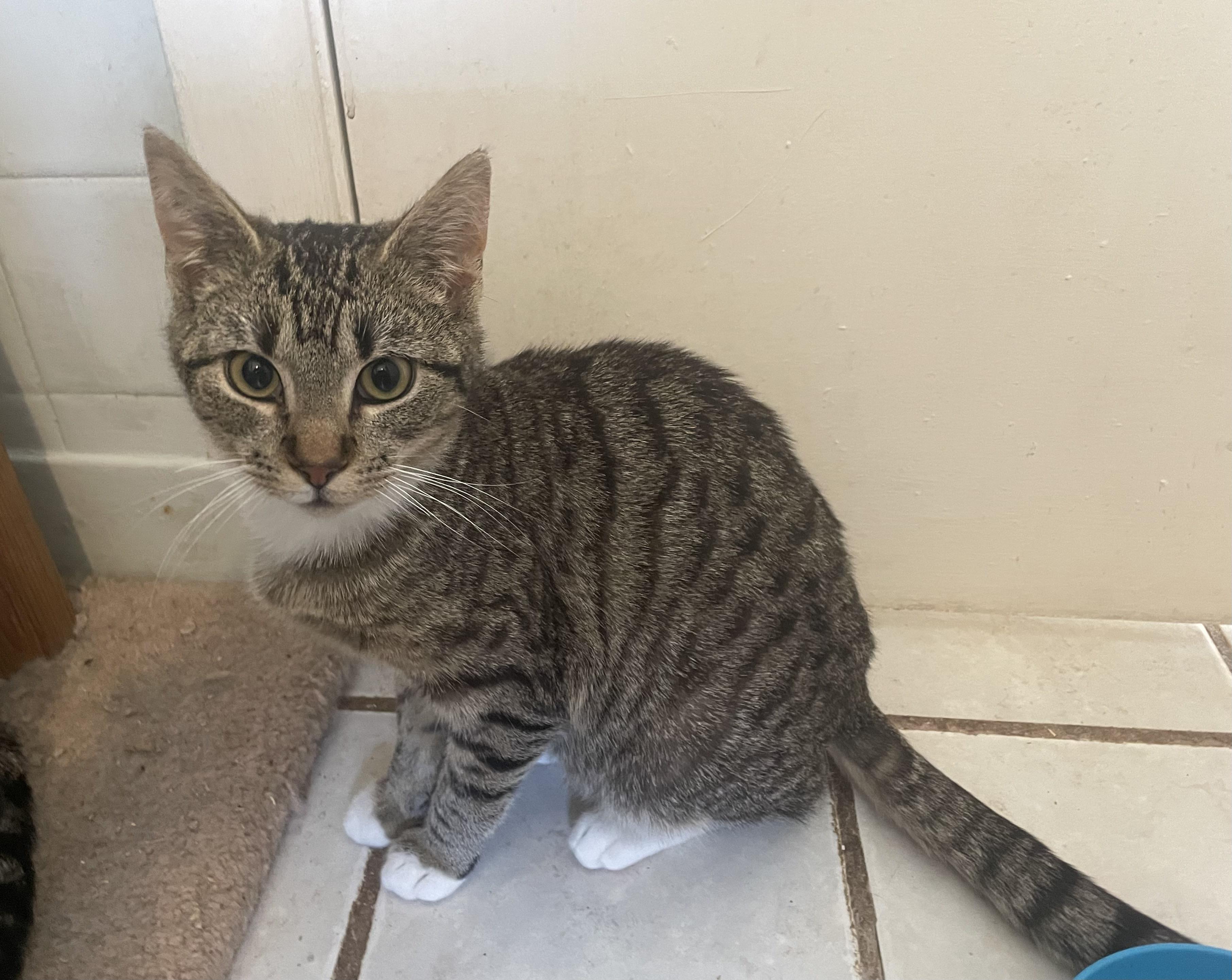Enlarge Teddy, an adopted Domestic Short Hair in Troy, NY image 1/1