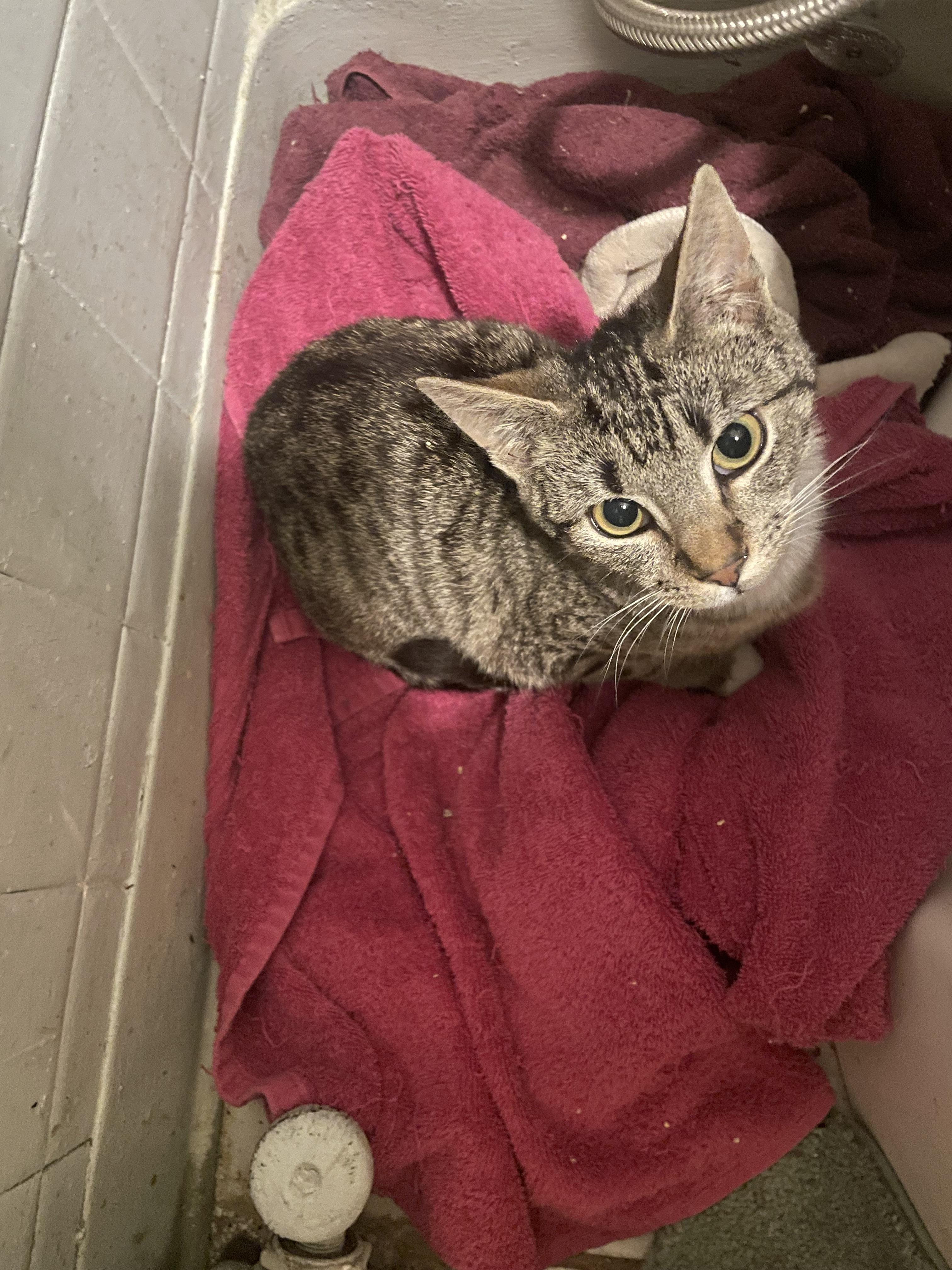 Enlarge Teddy, a ADOPTABLE Domestic Short Hair in Troy, NY image 1/1