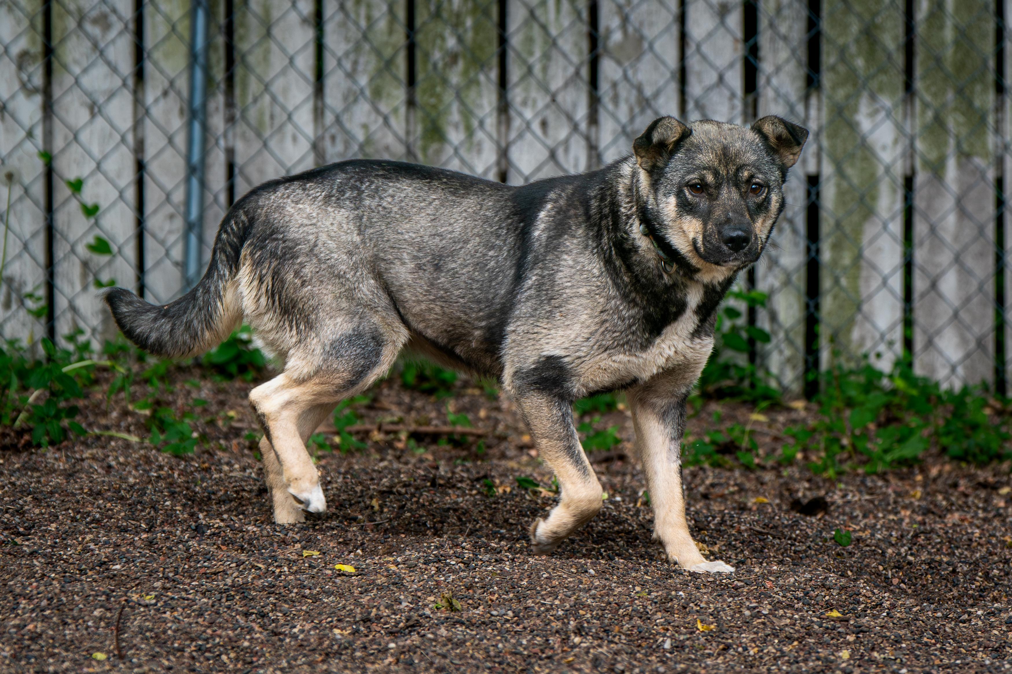 Enlarge Mishka, a ADOPTABLE mixed breed in Red Wing, MN image 3/3