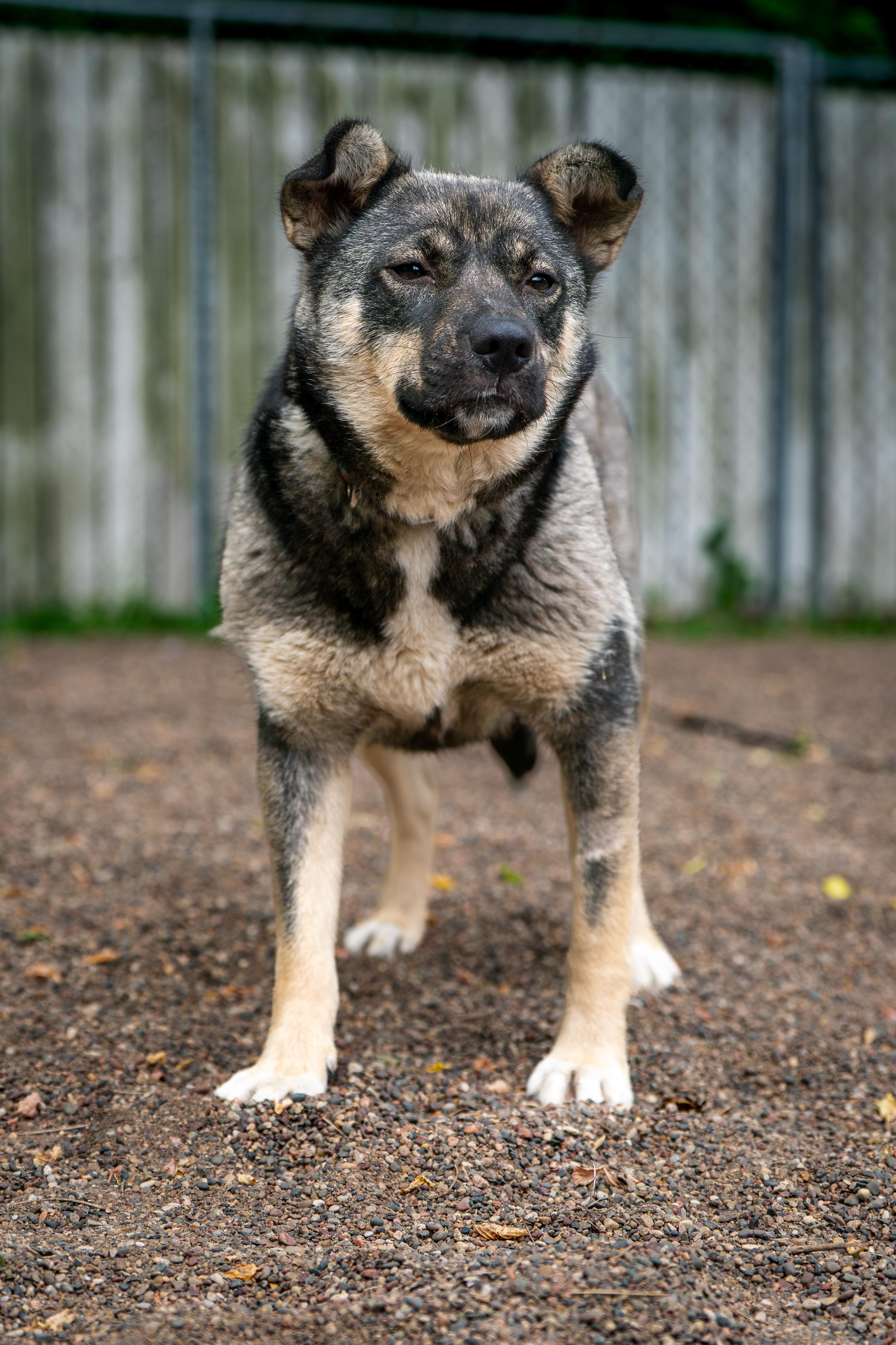 Mishka, ADOPTABLE, Adult Female Norwegian Elkhound & Terrier.