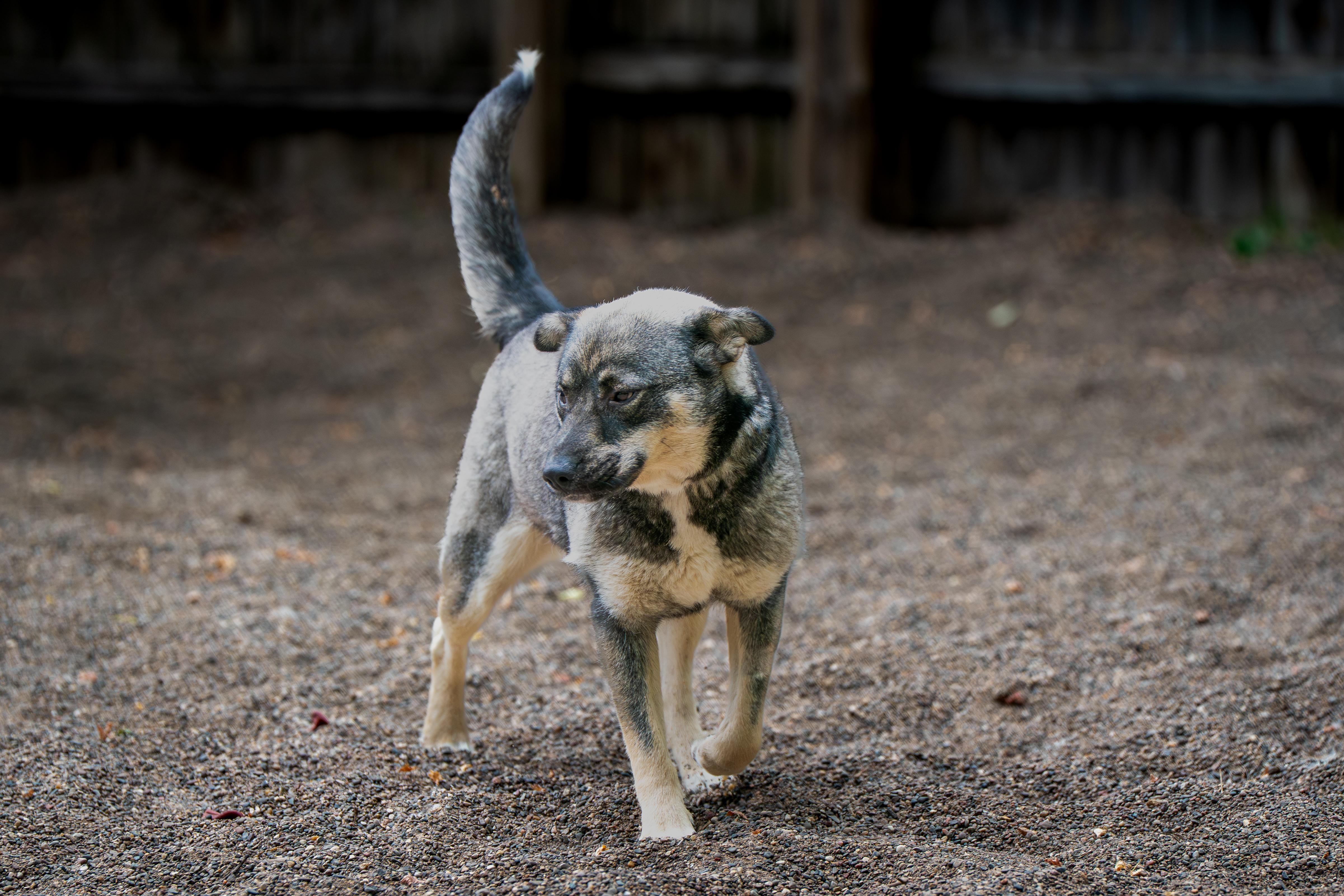 Enlarge Mishka, a ADOPTABLE mixed breed in Red Wing, MN image 2/3