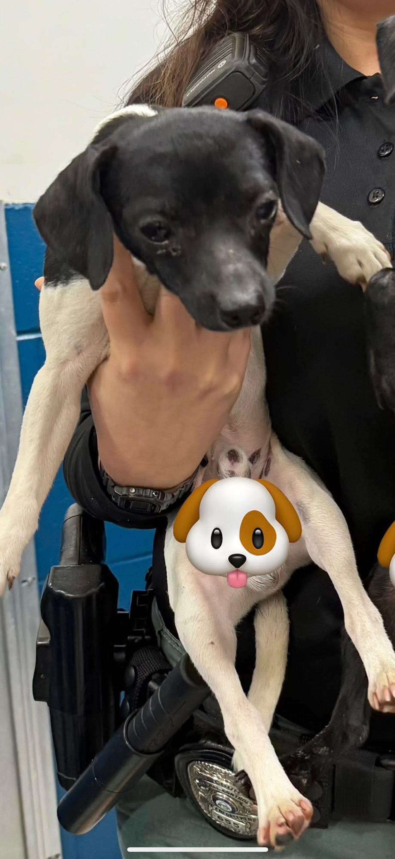 Mootoo, Adoptable, Young Male Chihuahua.