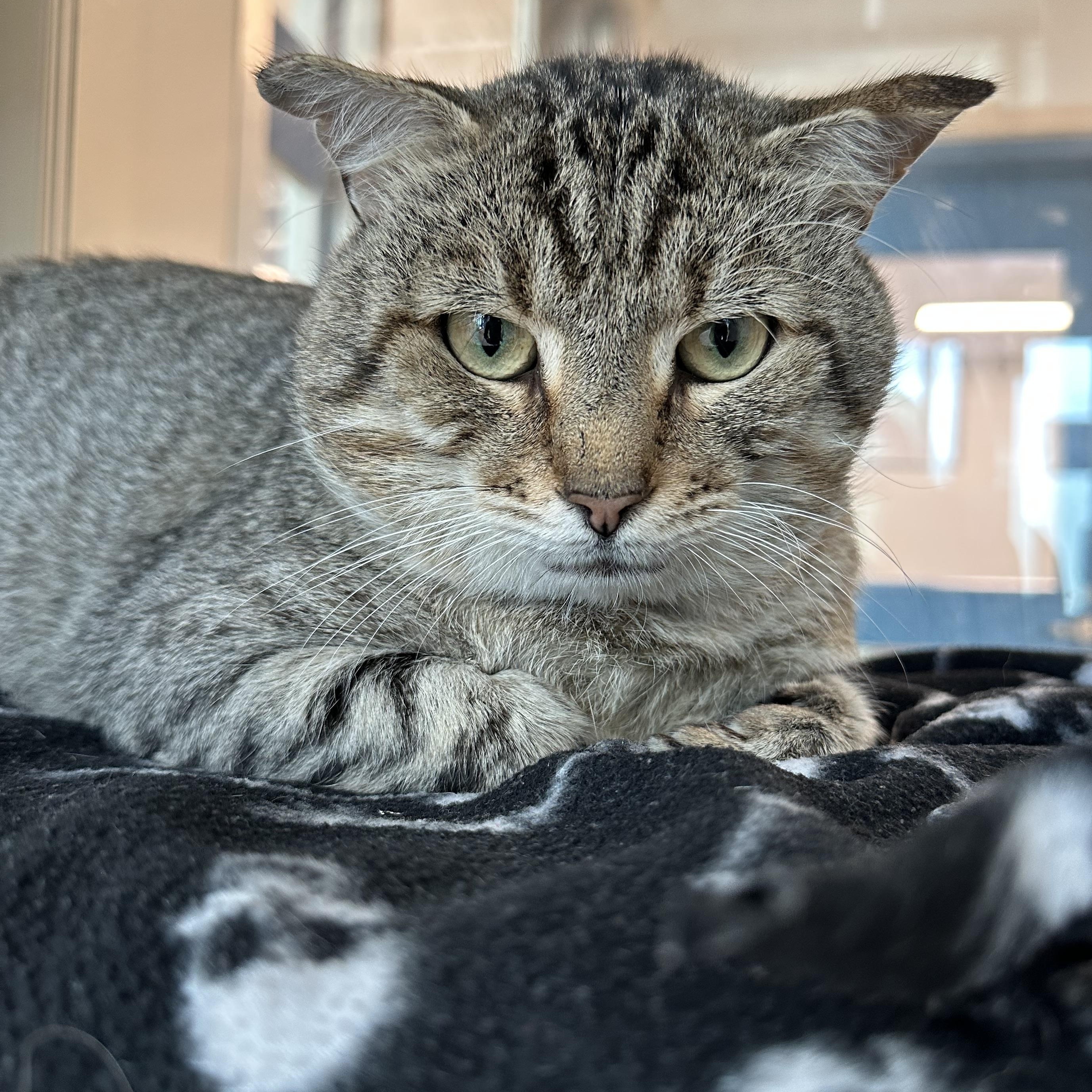 Forklift (ID 52438), ADOPTABLE, Adult Male Domestic Short Hair.
