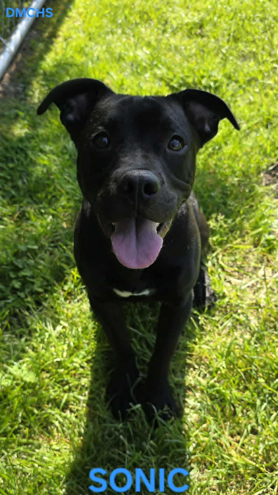 Enlarge Sonic, a Adoptable mixed breed in Burlington, IA image 1/2